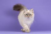 Wady kota syberyjskiego – poznaj wszystkie przed zakupem kotka