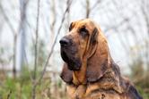 Bloodhound (pies św. Huberta) – opis, usposobienie, zdjęcia