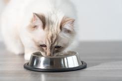 Ile powinien jeść kot? Praktyczna tabela żywienia kotów