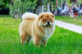 Chińskie rasy psów - 5 najpopularniejszych gatunków