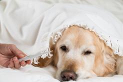 Gorączka u psa – przyczyny, objawy, rozpoznanie, zbijanie