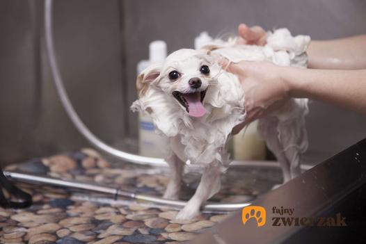 szampony dla zwierząt