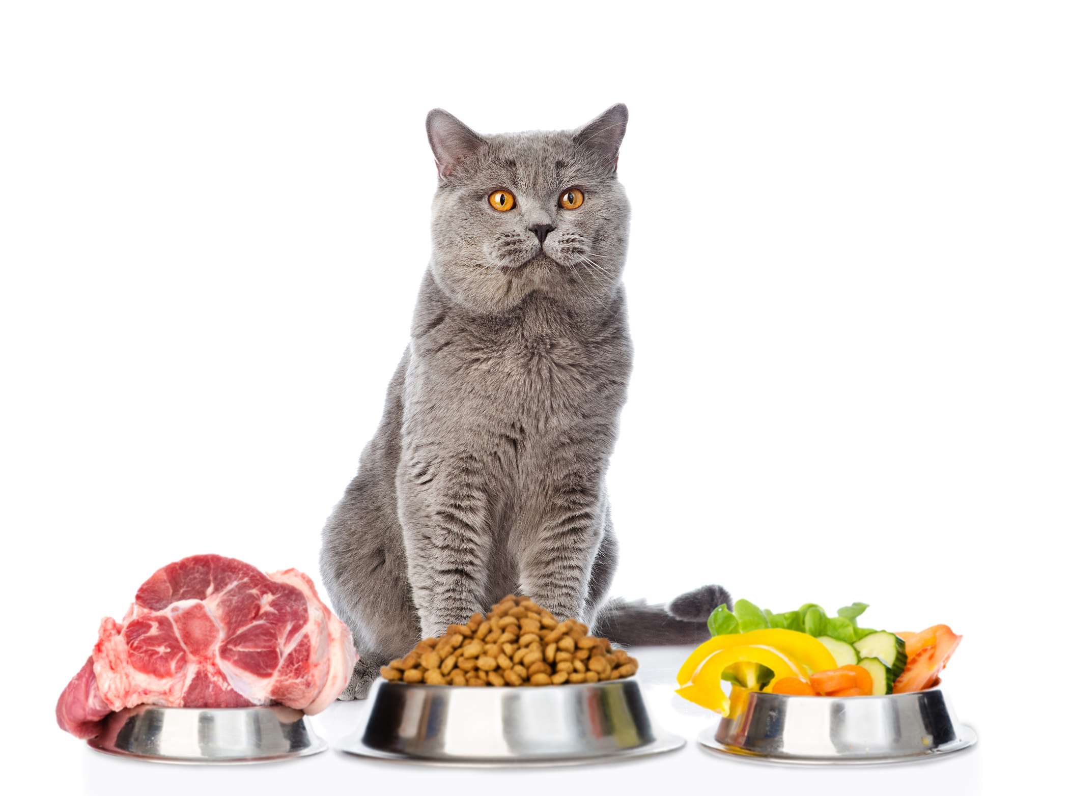 Можно ли котов кормить мясом. Да кошка. Питание кошек. Еда для котов. Корм для кошек.