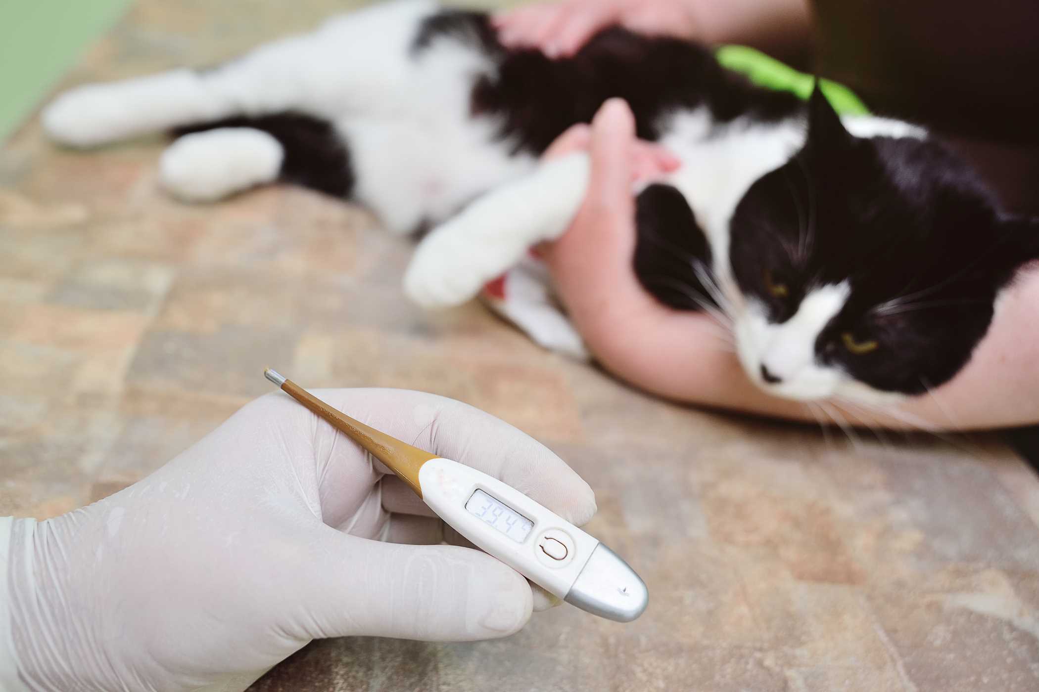 Panleukopenia Wirus Panleukopenii Kotów Objawy Leczenie Rokowania 0154