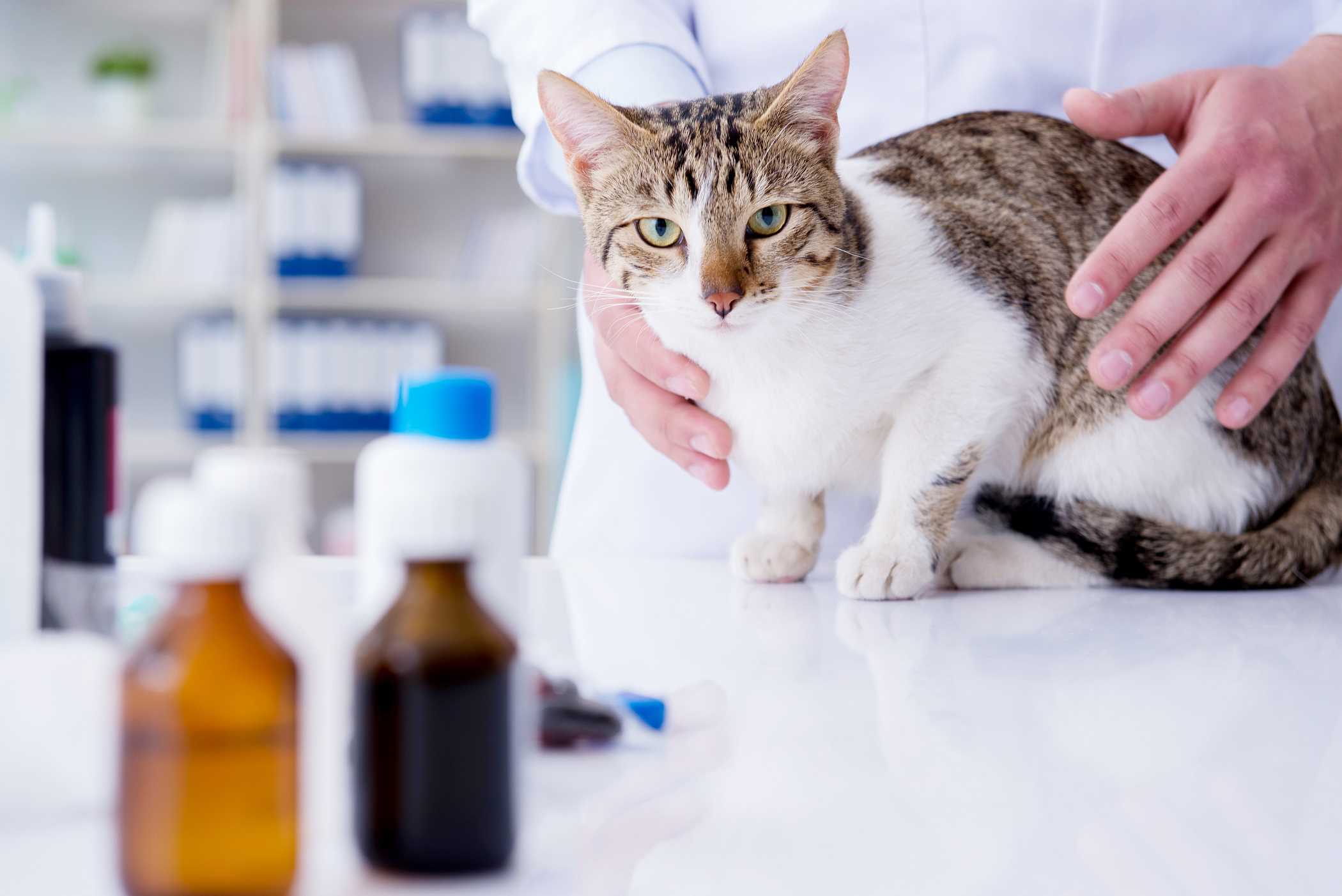 Nosówka U Kotów Przyczyny Objawy Leczenie Powikłania Zapobieganie 0440
