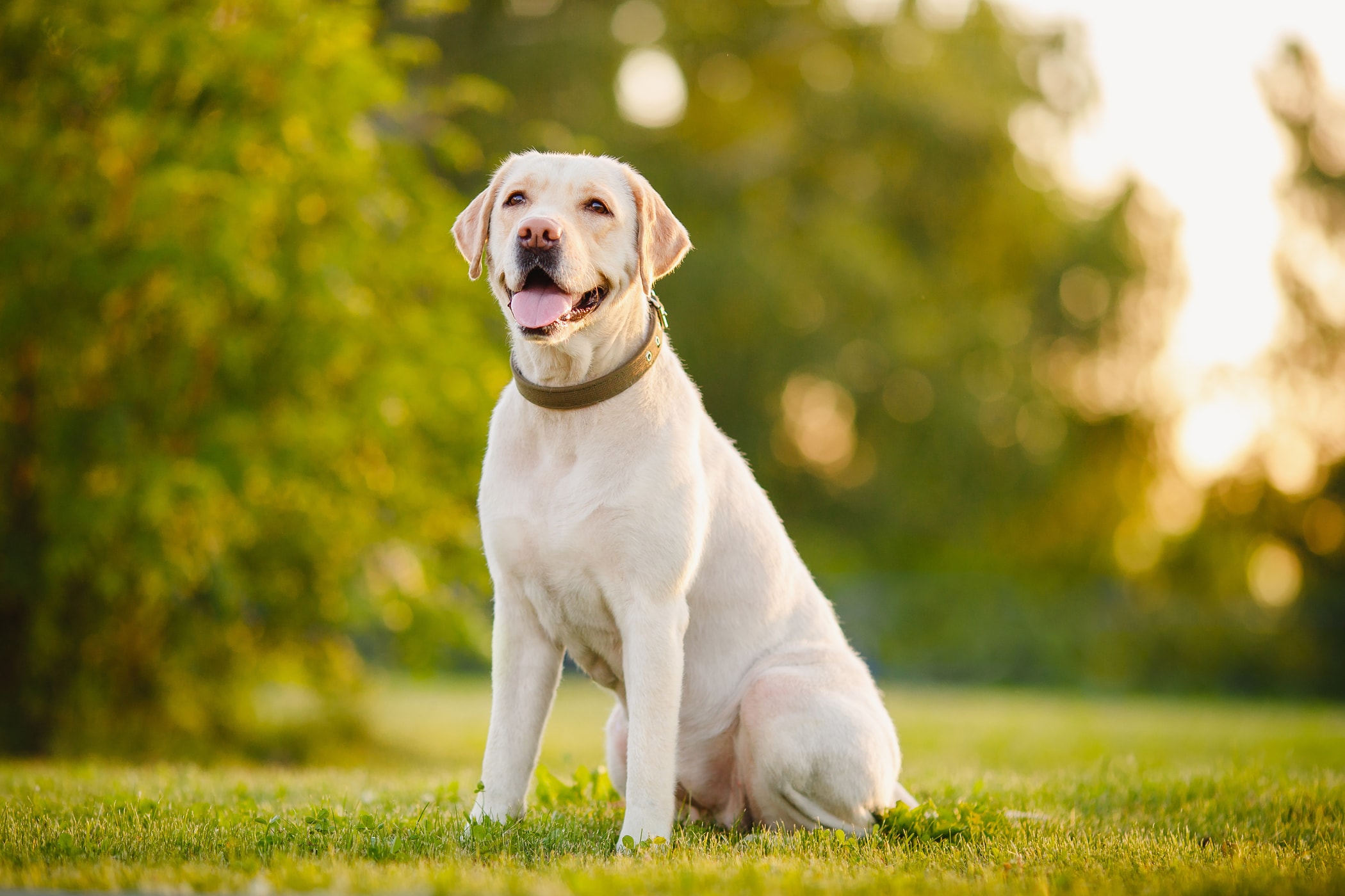Jaka Jest Prawidlowa Waga Labradora Sprawdz Ile Powinien Wazyc Twoj Pies