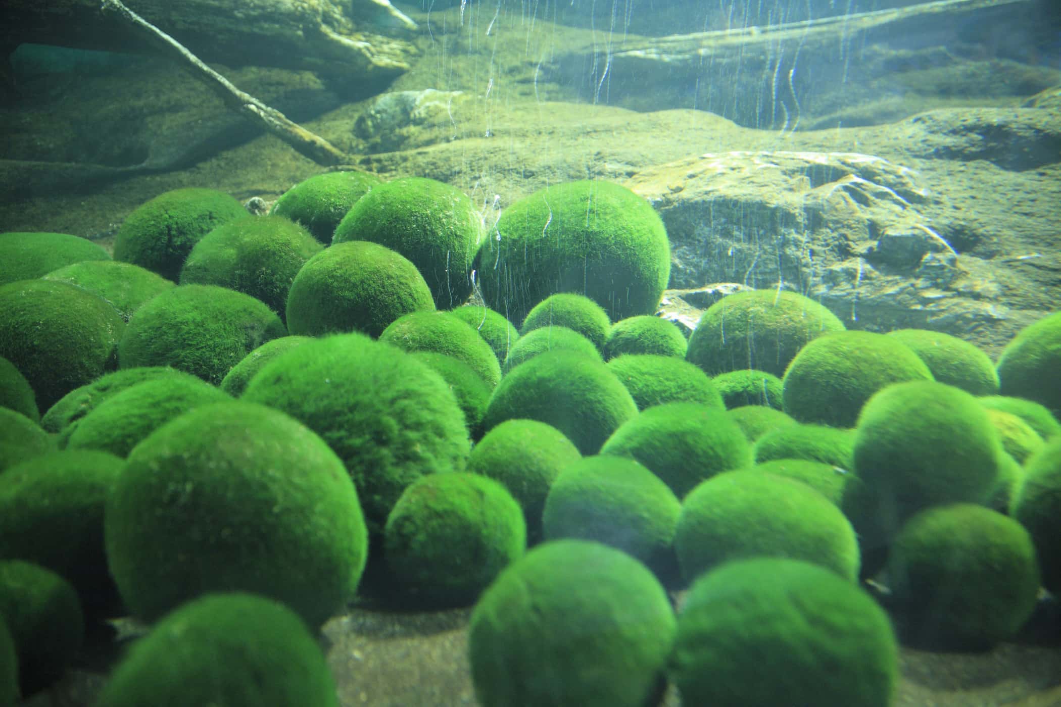 Культивирование одноклеточных водорослей. Кладофора нитчатая водоросль. Маримо Мосс водоросль.