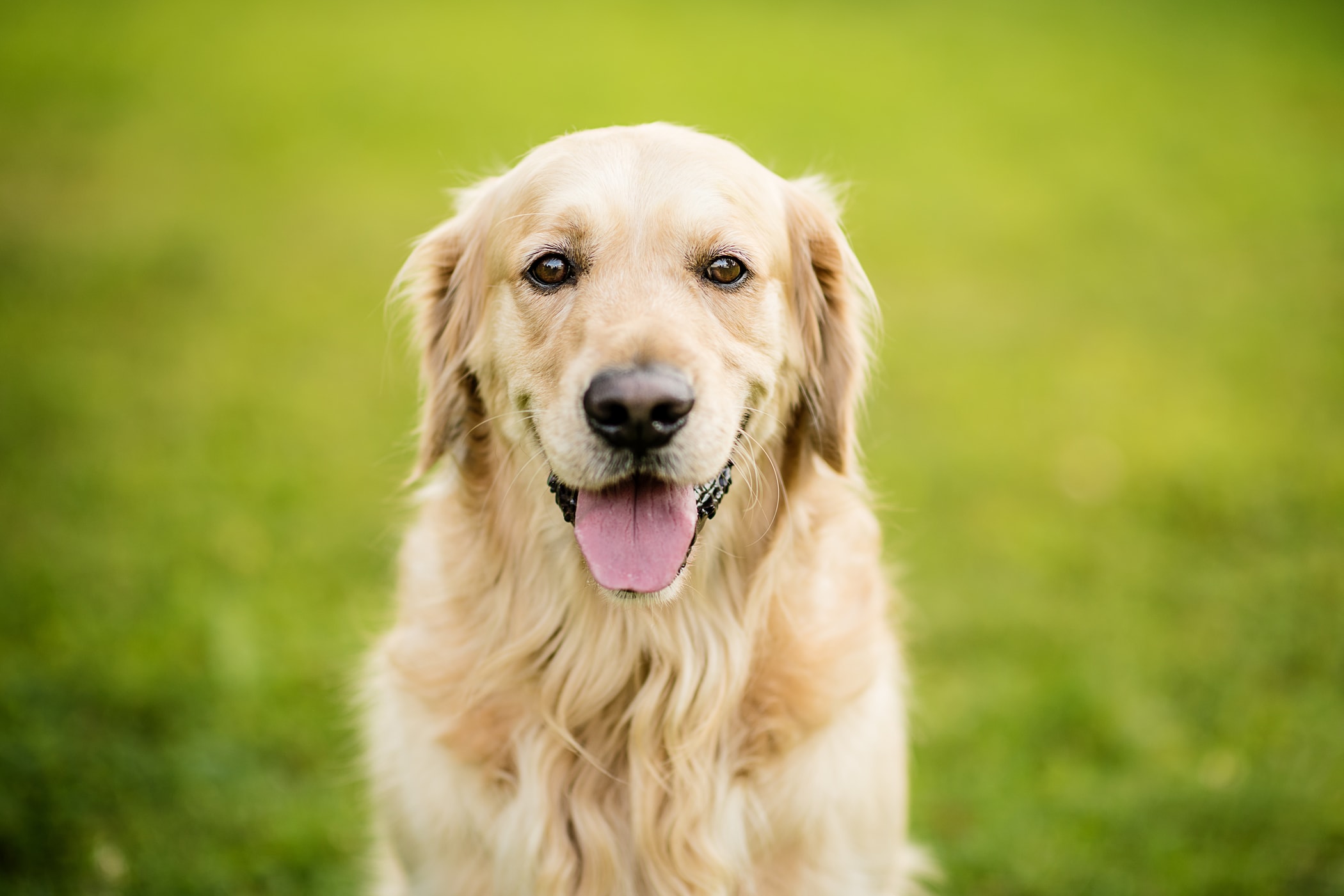 Usposobienie Golden Retrievera Krok Po Kroku Poznaj Charakter Popularnego Psa
