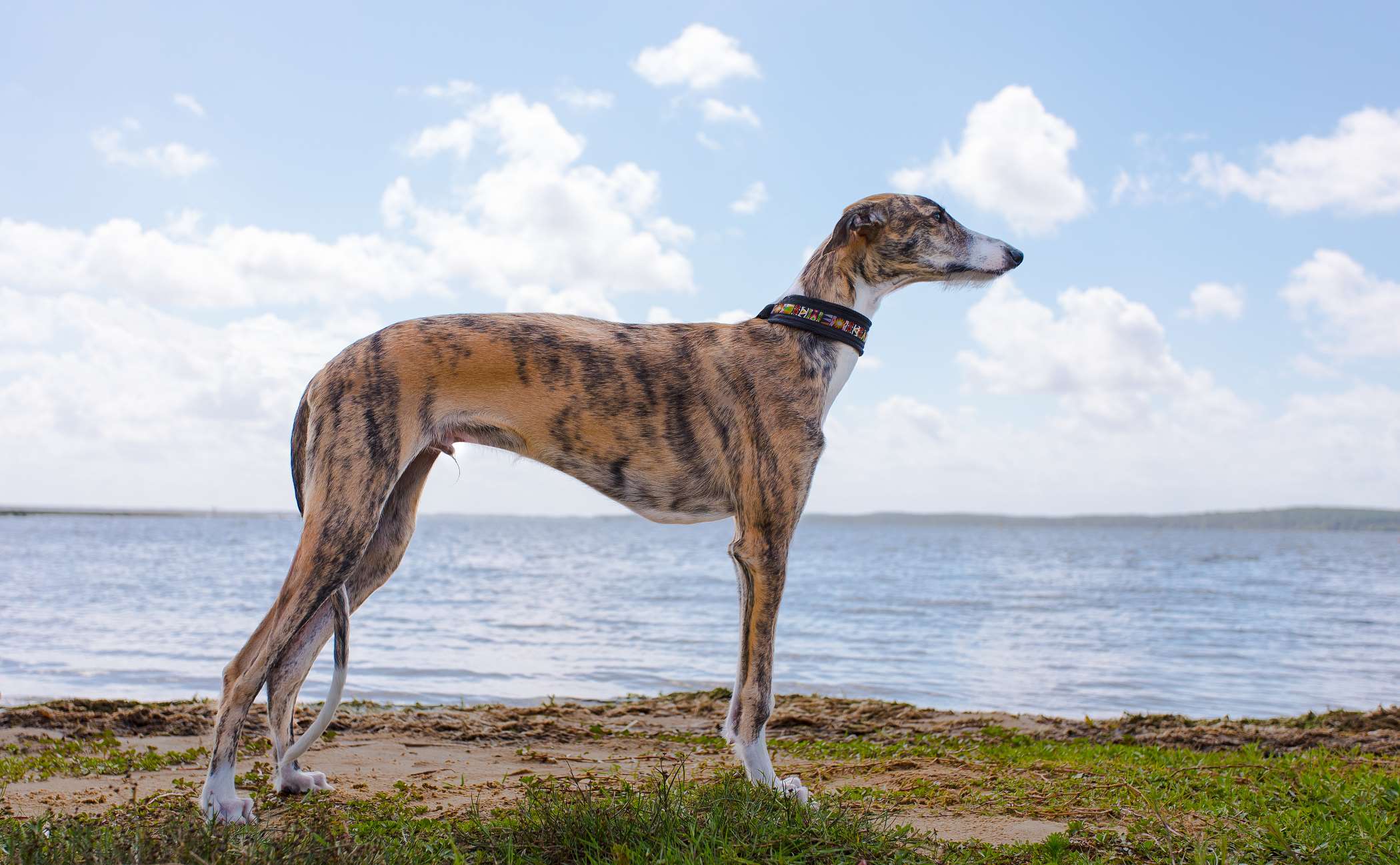 Greyhound Opis Charakter Piel gnacja Porady