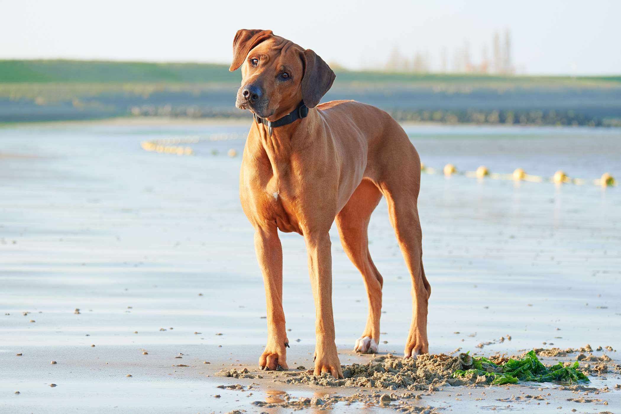 Zdjęcia rhodesian ridgeback - 10 fotografii