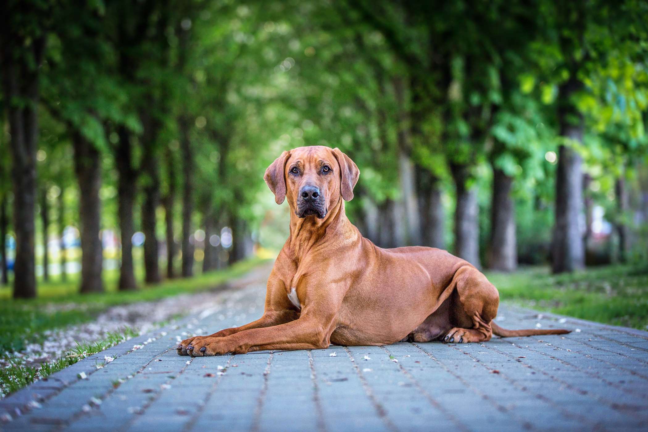 Zdjęcia rhodesian ridgeback - 10 fotografii
