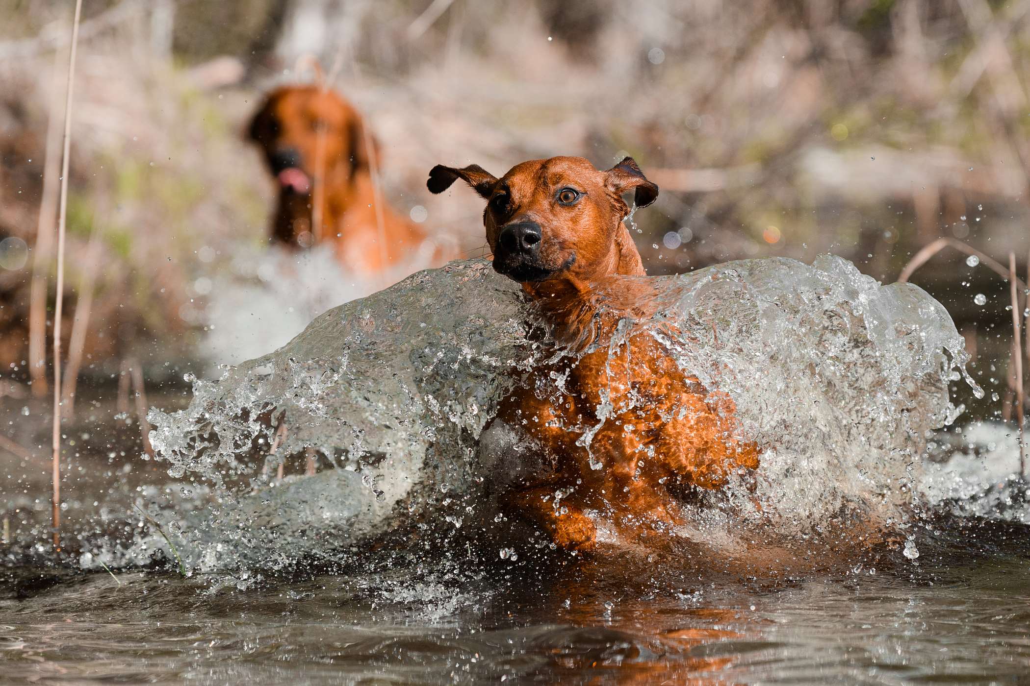 Zdjęcia rhodesian ridgeback - 10 fotografii