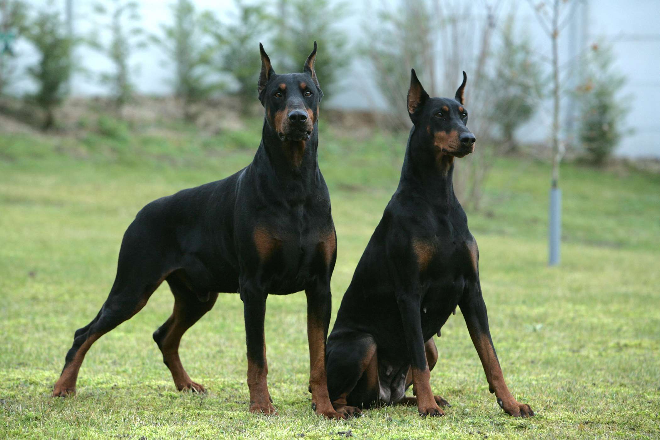 Zdjęcia dobermana - 10 fotografii