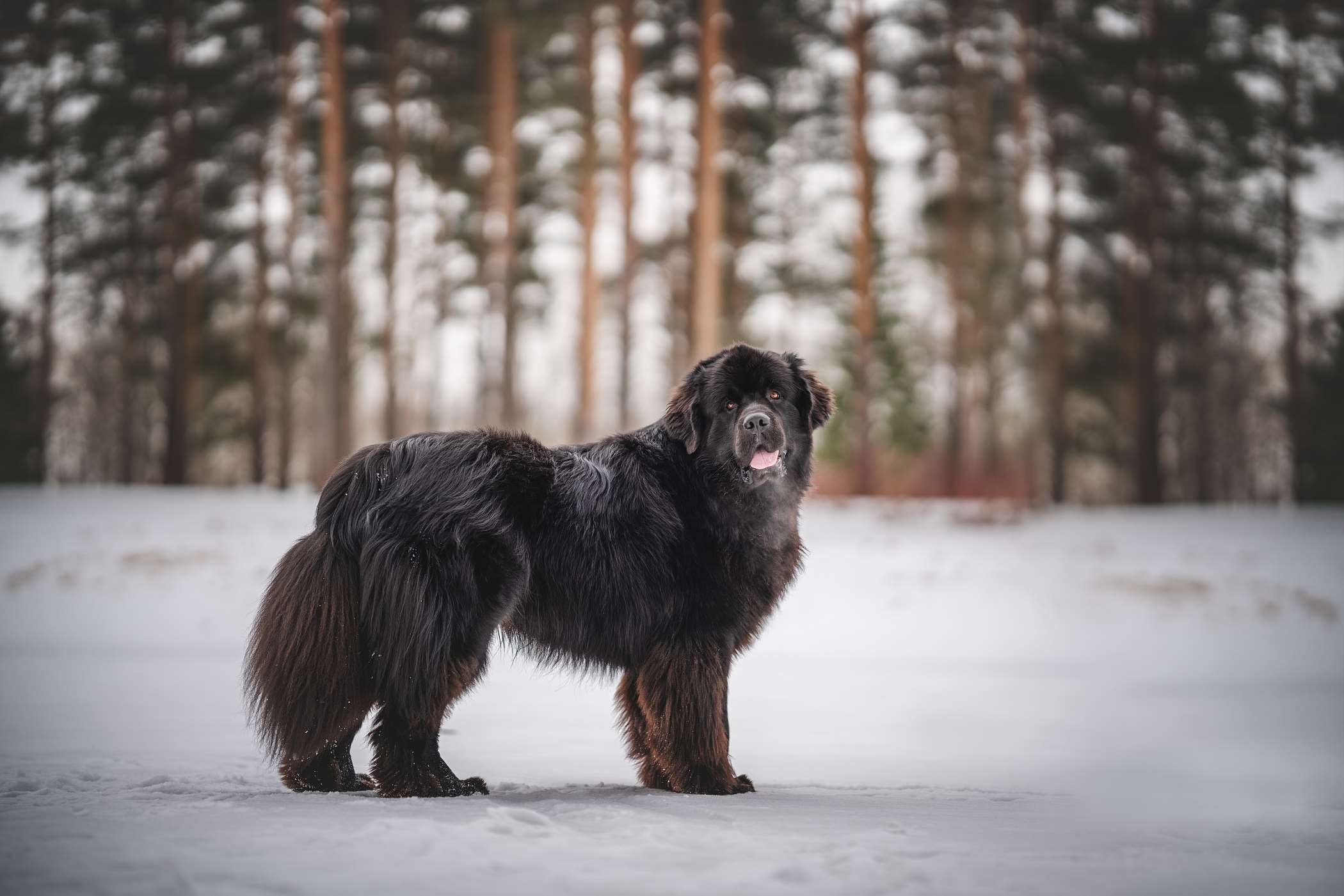 Zdjęcia Nowofundlanda - 10 Fotografii