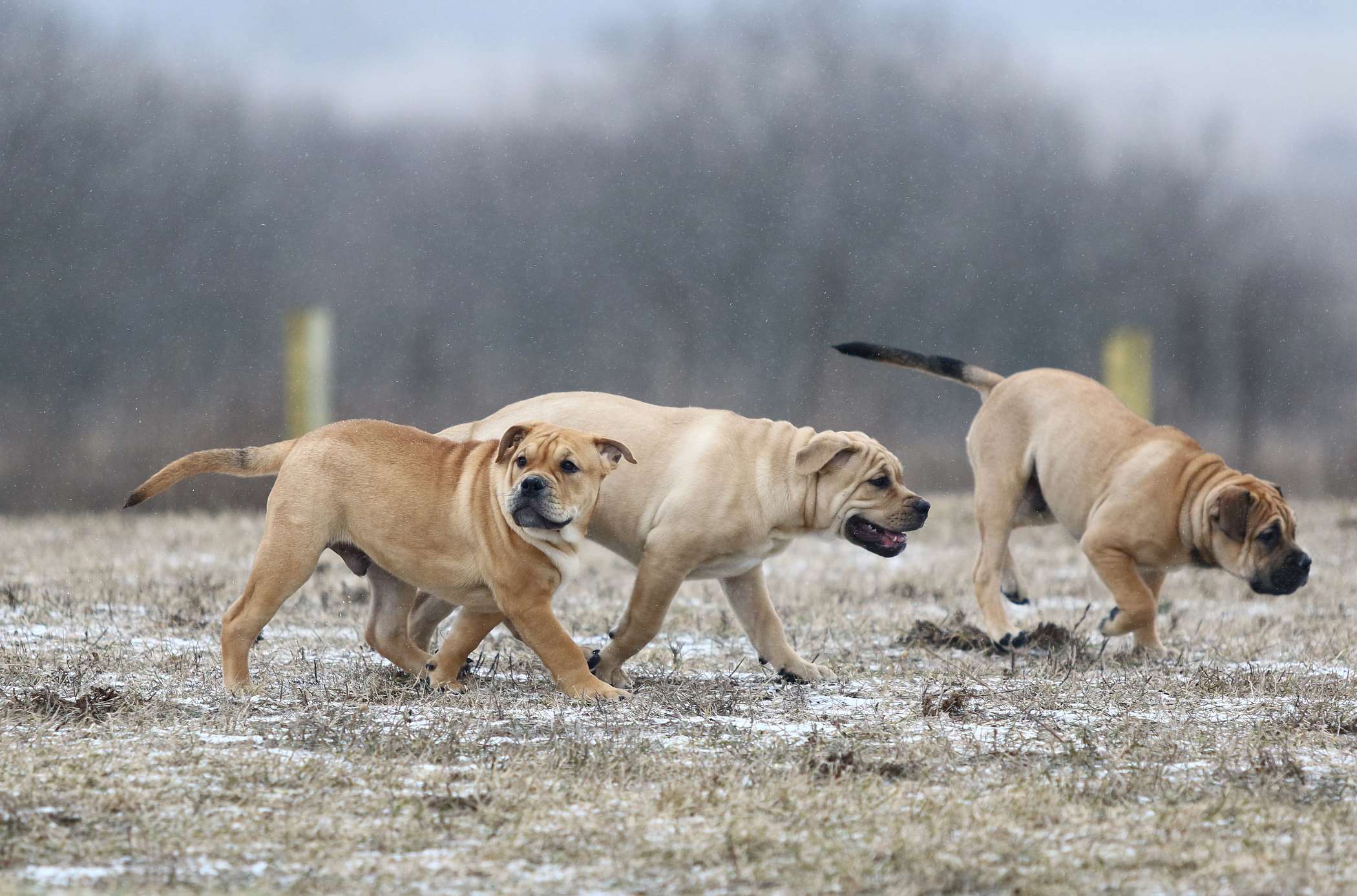 Psy Rasy Dog Zdjęcia doga z majorki - 10 fotografii
