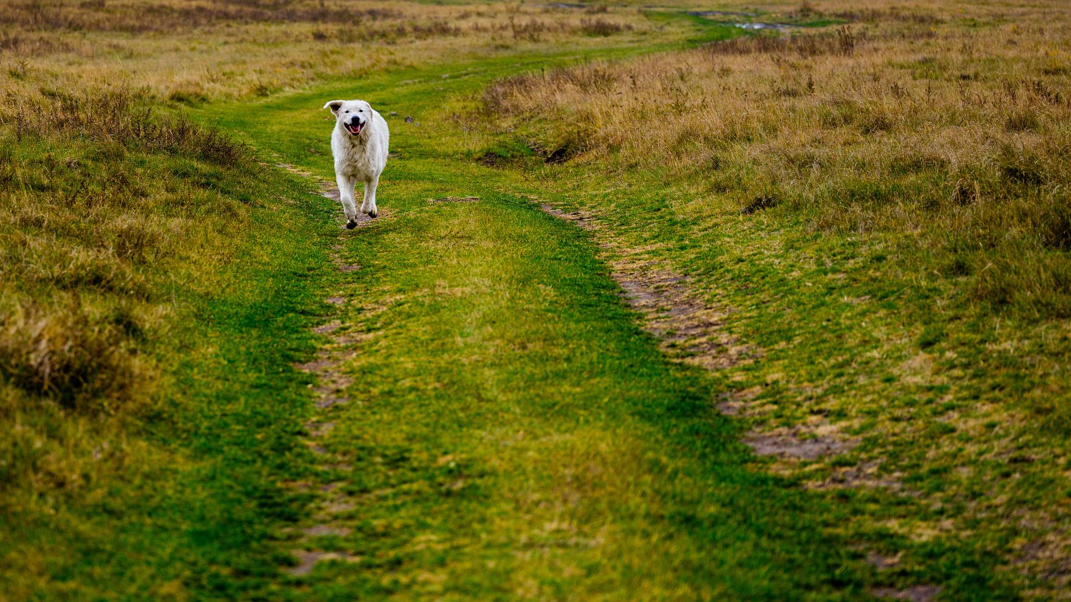 Zdj cia Kuvasz 8 Fotografii