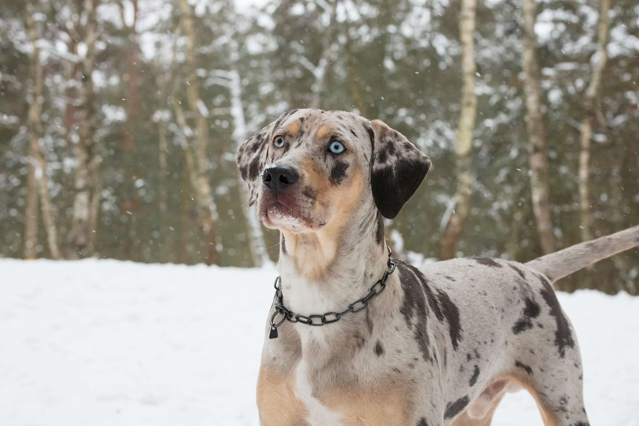 Catahoula Leopard Dog - opis, charakter, pielęgnacja, porady