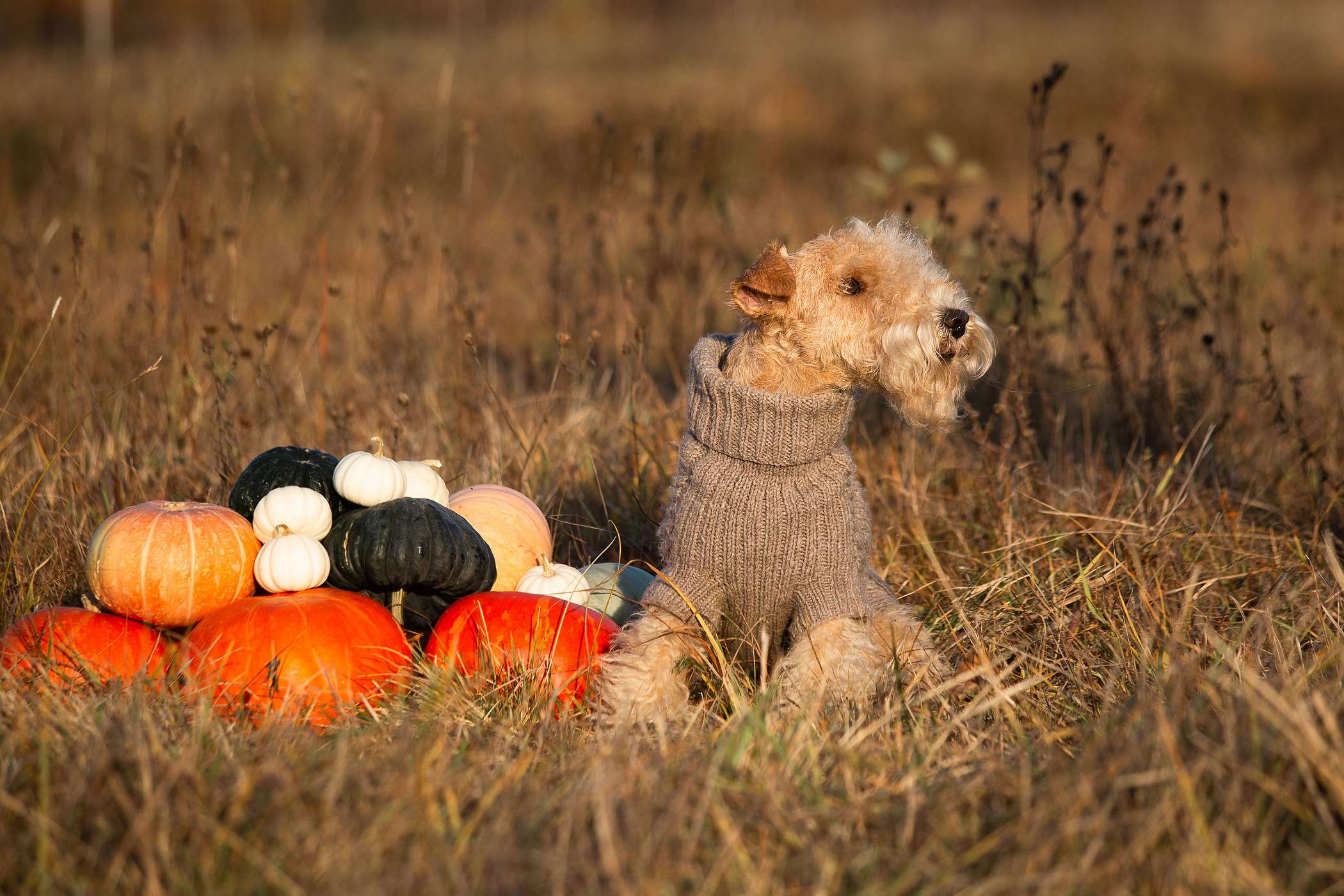 Zdjęcia lakeland terriera 10 fotografii