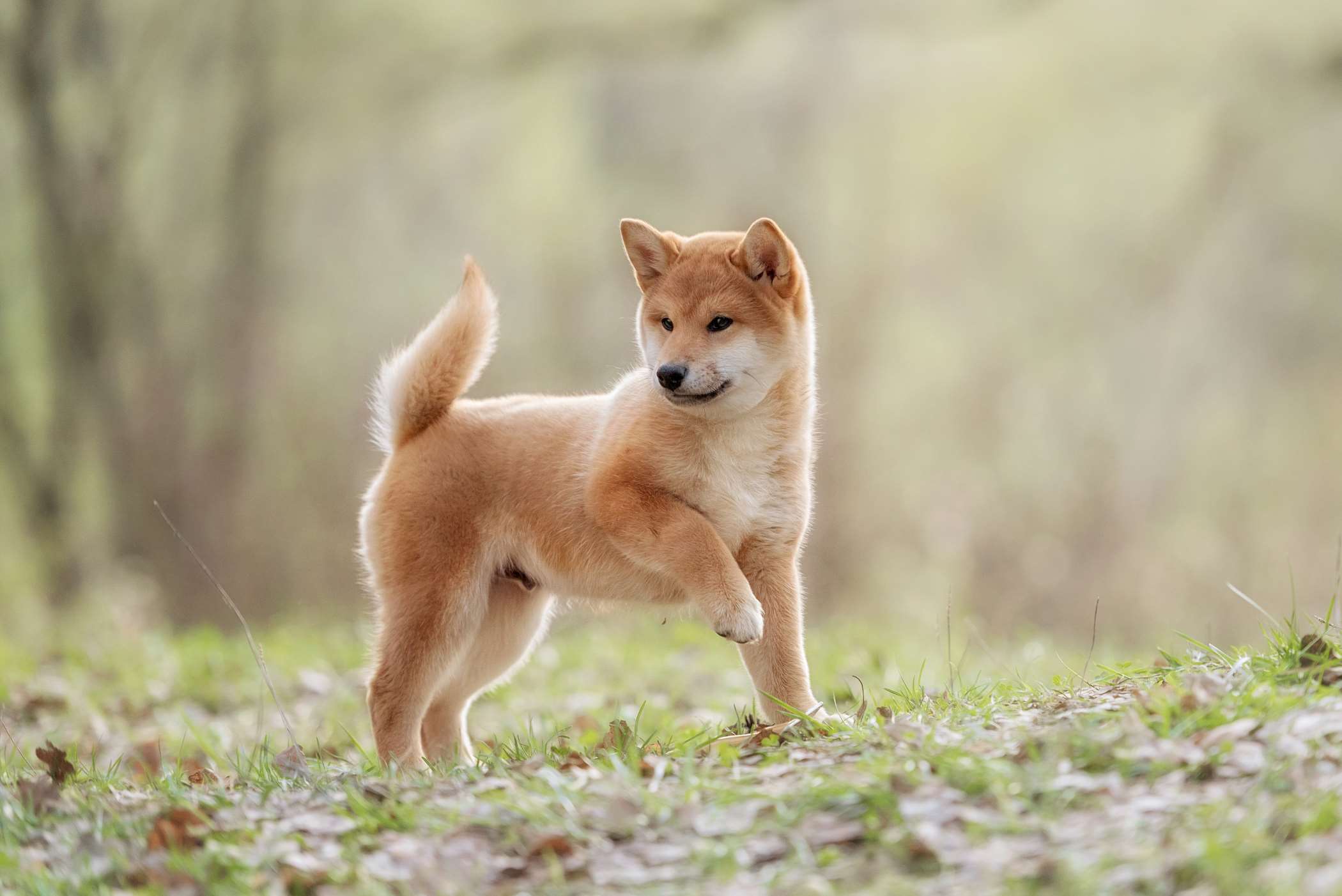 zdj-cia-shiba-inu-10-fotografii