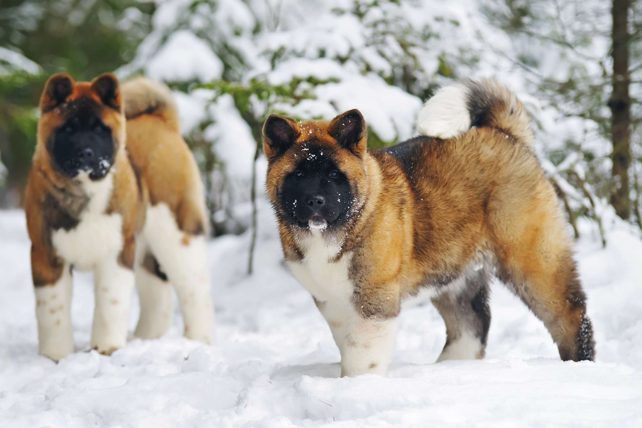 Zdjęcia akita amerykańska - 10 fotografii