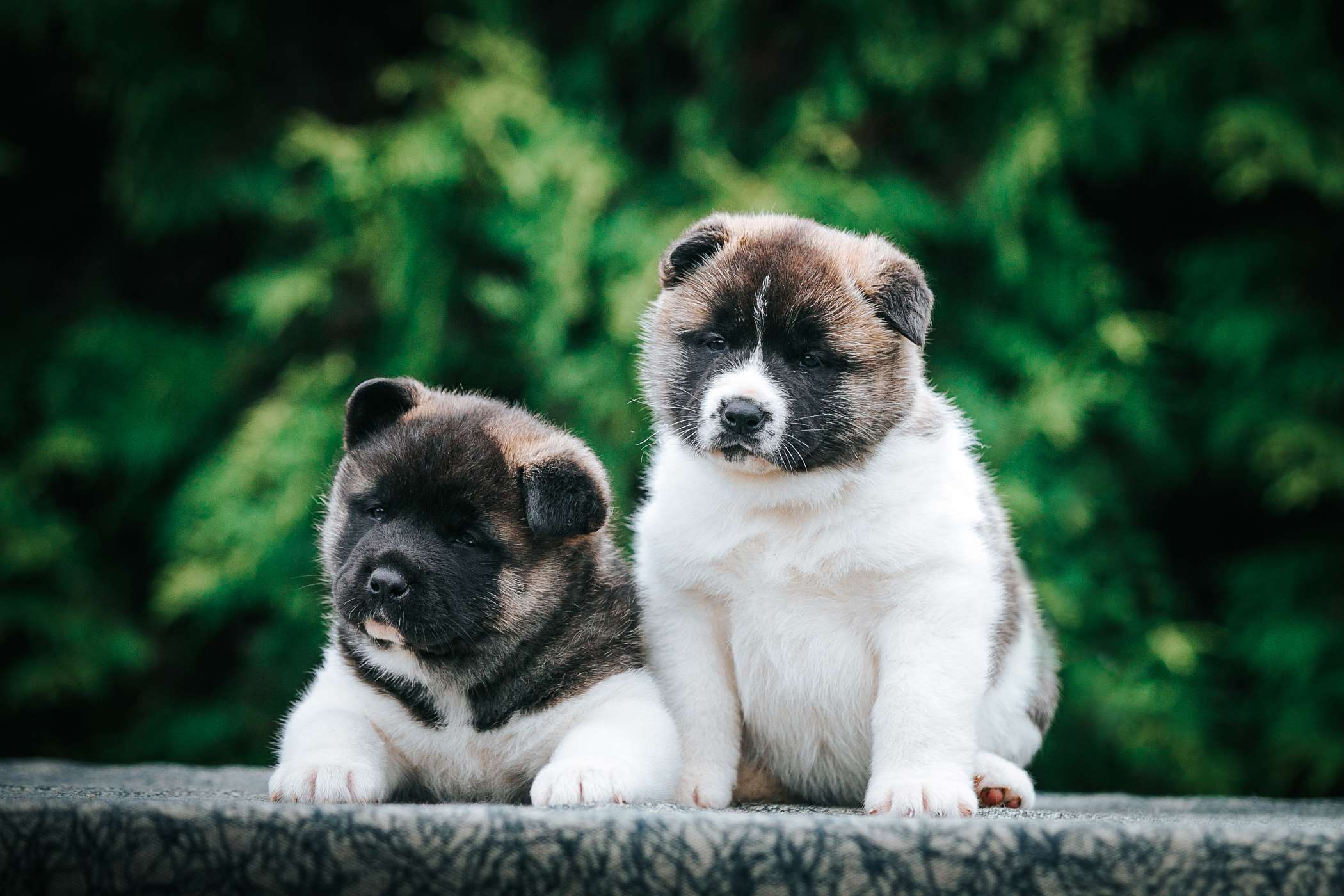 Zdjęcia Akita Amerykańska 10 Fotografii 