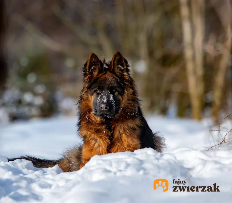 Duży długowłosy owczarek niemiecki leży w śniegu. Pies patrzy w obiektyw.