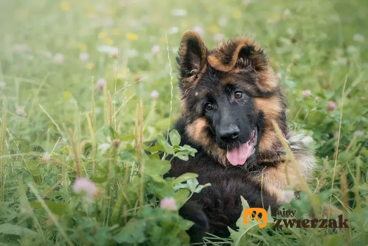 Szczeniak owczarka niemieckiego leżący w trawie. Pies ma oklapnięte jedno ucho i widoczny język.