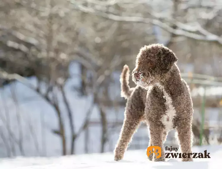Pies lagotto romagnolo zimową porą
