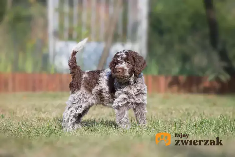 Pies Lagotto romagnolo na trawie.