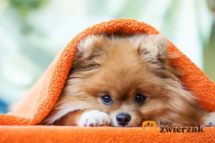 Szpic miniaturowy leży pod pomarańczowym kocem. Widać jedynie pyszczek psa i jego oczy.