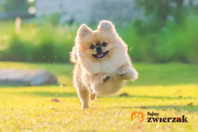 Biegnący szpic miniaturowy. Pies jest w parku. Biegnie w stronę fotografa.