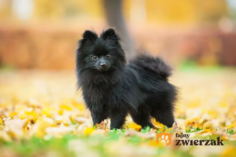 Czarny szpic miniaturowy stoi w parku. Pod nogami psa leżą żółte liście.