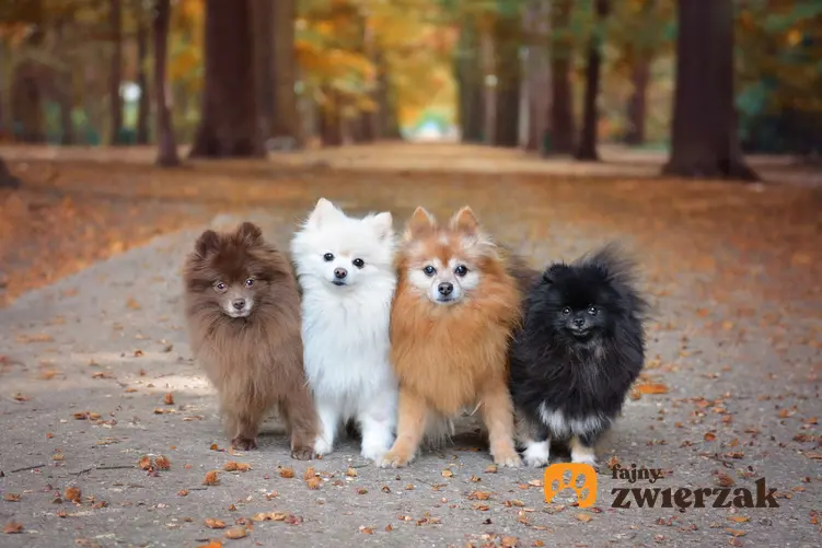 Cztery szpice miniaturowe na ścieżce w parku. Każdy pies ma inne umaszczenie.