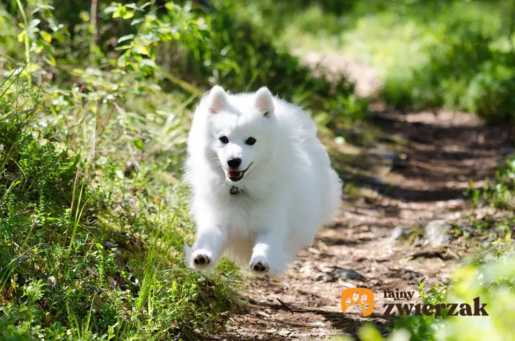 Biegnący szpic japoński. Pies biegnie ścieżką przez łąkę.