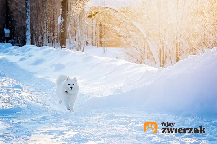 Szpic japoński na śniegu. Pies biegnie w stronę aparatu.