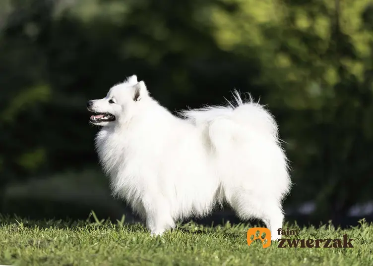 Szpic japoński z profilu. Pies stoi bokiem na tle zieleni parku.