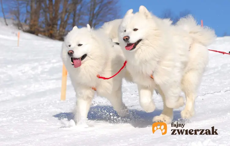 Dwa samojedy na śniegu. Psy połączone są czerwoną linką.