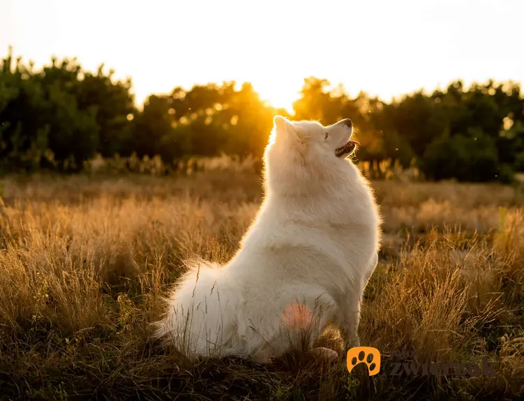 Samojed siedzi na tle zachodzącego słońca. Pies jest na łące.