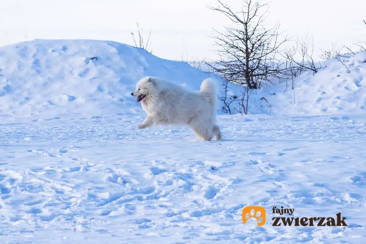 Samojed biegnie na śniegu.