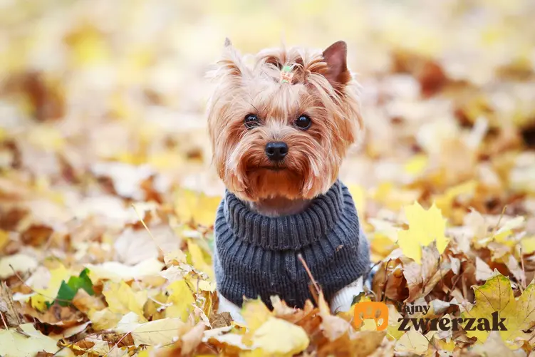 Yorkshire terrier w ubranku stoi wśród jesiennych liści.