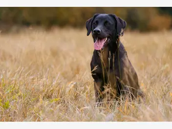 Labrador retriever - zdjęcie 1