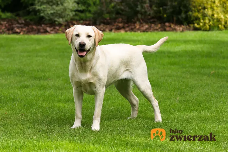Jasny labrador retriever stoi na trawie. Pies patrzy w stronę aparatu.