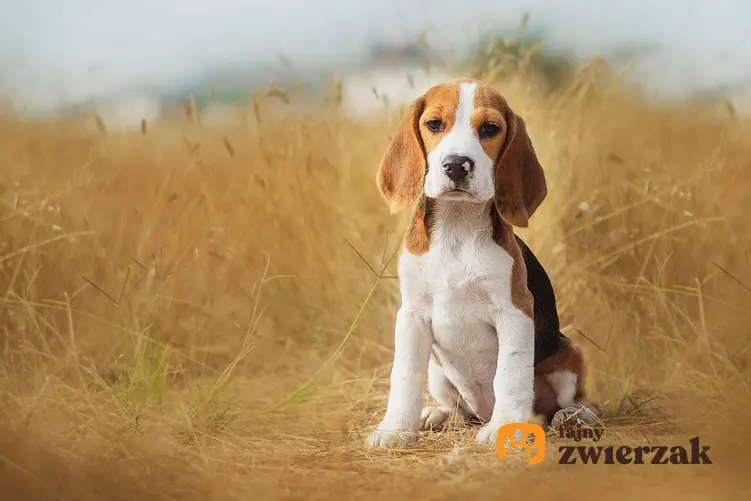Młody beagle na polu. Pies siedzi.