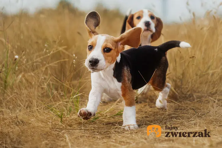 Dwa szczeniaki beagle na polu. Jeden piesek biegnie.