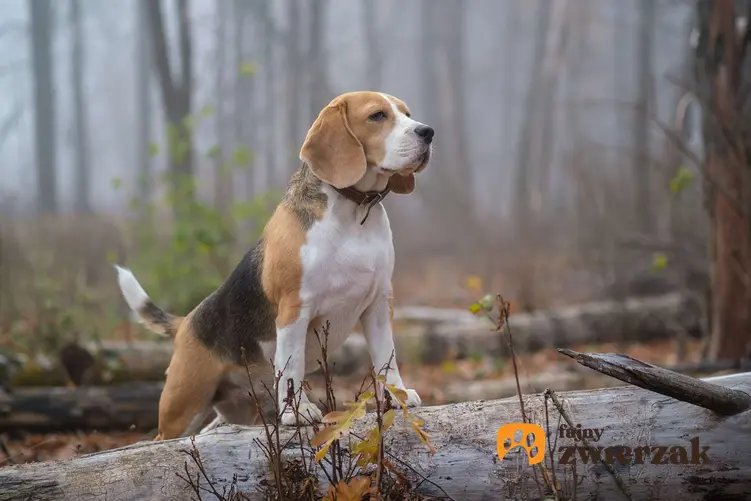 Beagle w lesie. Pies stoi przednimi łapami na kłodzie.