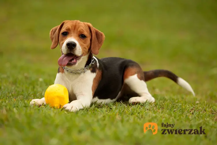 Beagle z żółtą zabawką. Pies leży na trawie.
