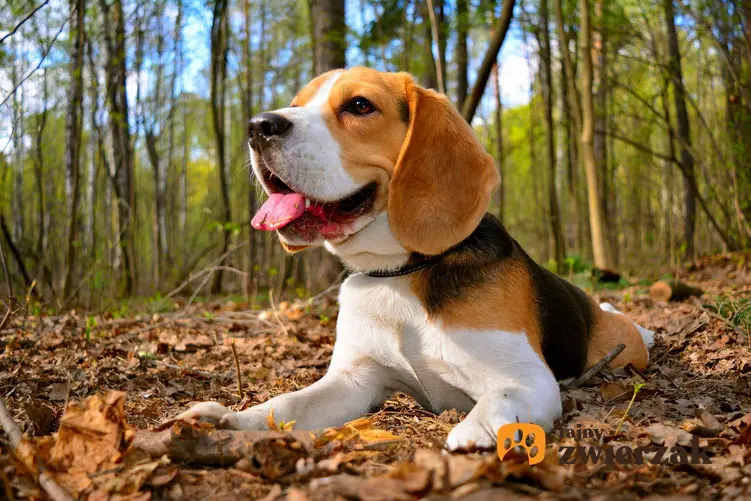 Beagle w lesie. Pies leży na jesiennych liściach.