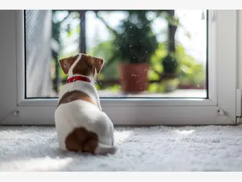 Jack Russell terrier - zdjęcie 2