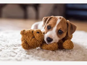 Jack Russell terrier - zdjęcie 1