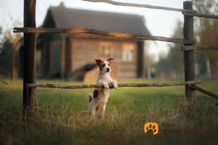 Jack Russell Terrier na wsi. Pies stoi przednimi łapami na płocie.
